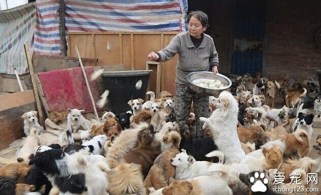 不计回报的老人给流浪狗提供了一个温暖的家