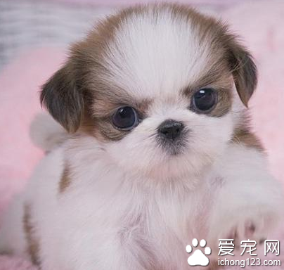 西施犬的性格 该犬与人比较亲近