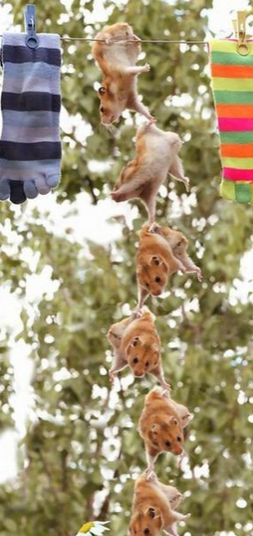 倒挂金钩大接力