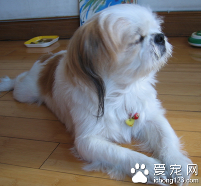 西施犬掉毛吗 该犬掉毛比较多