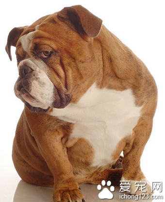 狗狗喘气急促 了解引起疾病的病因