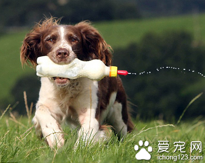 史宾格犬帮助主人管理农场 每天给遗弃羔羊喂奶