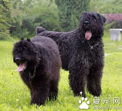  法兰德斯畜牧犬好养吗 多花时间与它共处