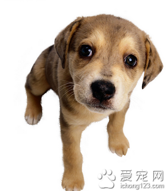 狗狗训练零食 适当的奖励很有必要