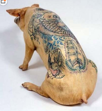 看来这头猪也是在道上混的