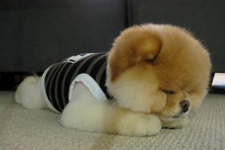 狗狗发烧怎么办 及时发现及时治疗