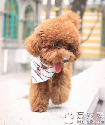 寻狗！主人因丢失2岁泰迪犬茶饭不思