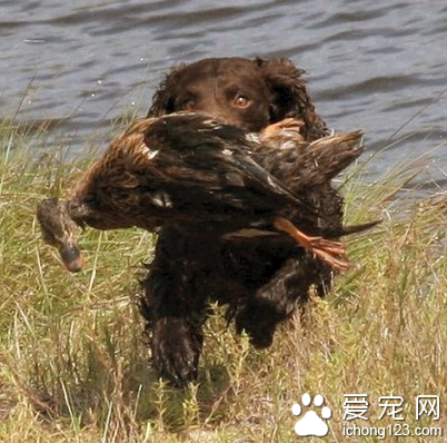 美国水猎犬好养吗 不适合上班族饲养