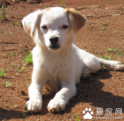 狗狗驱虫药吃多少 根据狗狗体重来确定