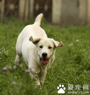 宠物狗训练方法 让它们保持高涨情绪