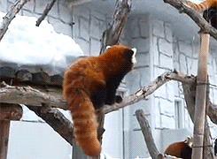 动物届的影帝啊有木有