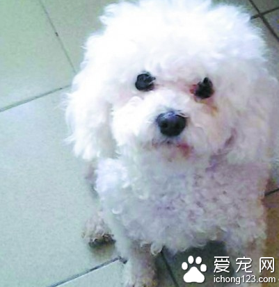 白色泰迪犬急寻主人 希望狗主人尽快来领取