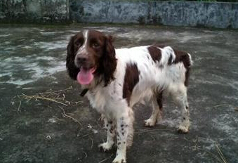 如何训练狗狗打猎 首先挑选智商高的犬