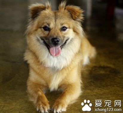  小狗一直叫怎么办 多安抚还有陪伴它