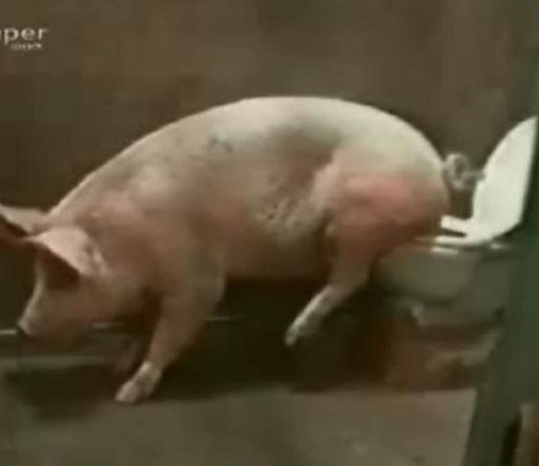 会用马桶的猪