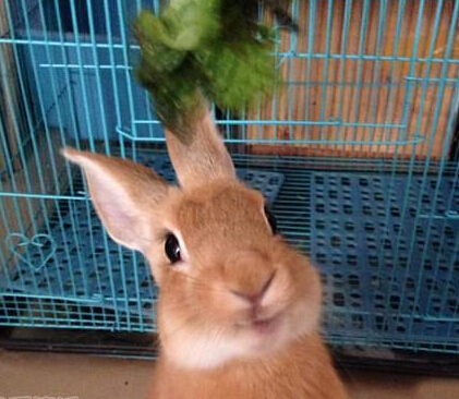 小兔兔你干嘛呢