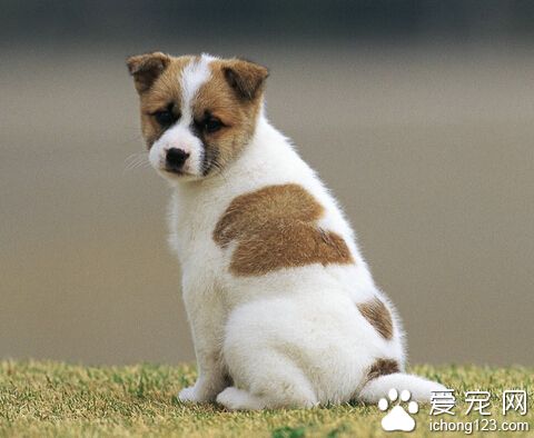  小狗一直叫是什么病 最好带去医生先检查