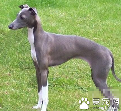 如何训练灵缇狗 该犬训练的三阶段