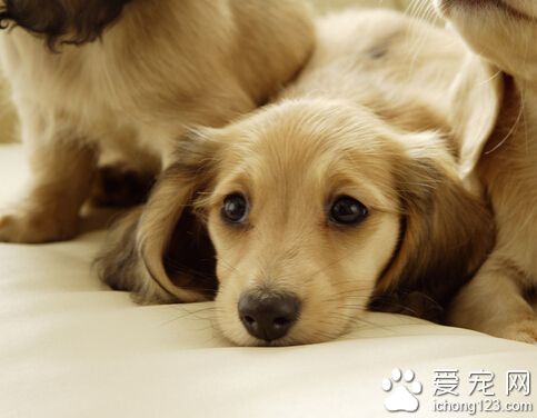 狗狗一直叫怎么办 分析原因对症下药