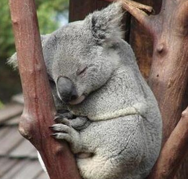 下辈子做只考拉