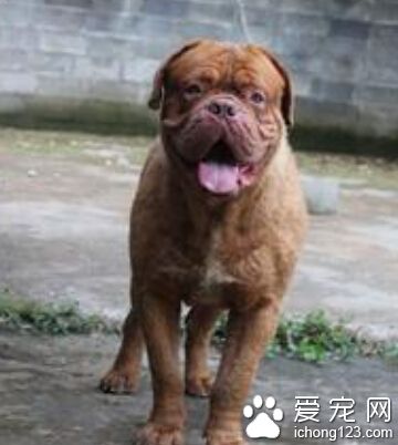 波尔多犬价格 一般在8000到10000左右