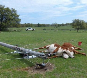 这下电力公司赔大发了