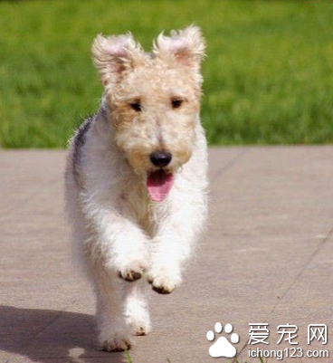 猎狐梗的形态特征 足爪与前躯相同