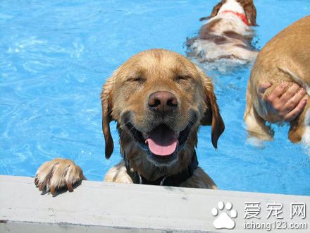 密歇根设计了一个专门给狗狗玩的游泳池