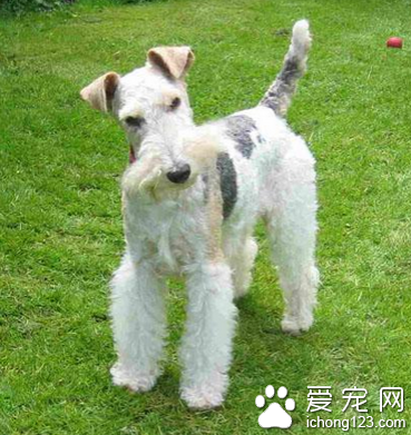 刚毛猎狐梗怎么样 精力充沛喜欢争斗