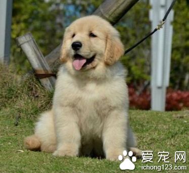 狗狗空运多少钱 一般价格都是八十元左右