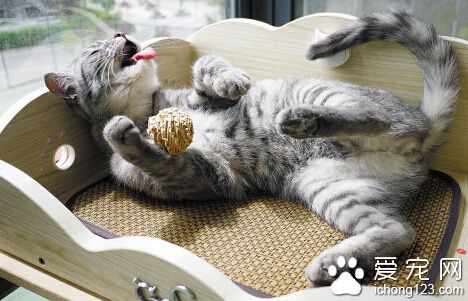 公猫发情 发情的时候公猫喜欢随地乱尿