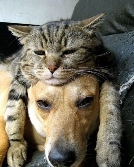 你俩是秀恩爱秀厌倦了么