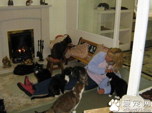 猫咪可以“安度晚年”的全球首家猫咪养老院