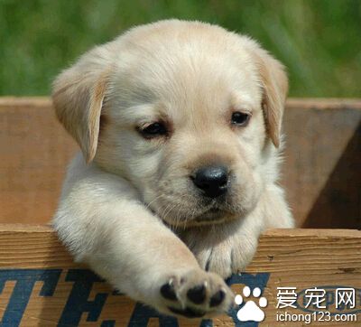  狗怕强光吗 要留意狗狗是否得了狂犬病