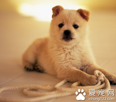 狗狗吃什么对肠胃好 调理肠胃的技巧