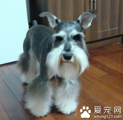 怎么看雪纳瑞纯不纯 观察一下该犬的父母