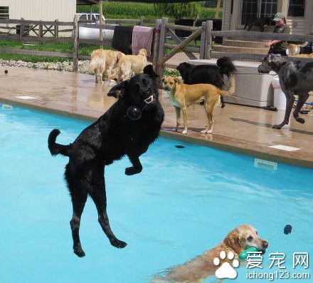 密歇根设计了一个专门给狗狗玩的游泳池
