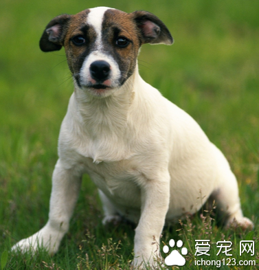 狗狗怕热吗 狗的汗腺全在舌头上