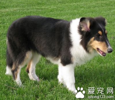 苏格兰牧羊犬的习性 对主人忠诚服从