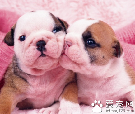 狗狗生产要准备什么 布置舒适的生产房