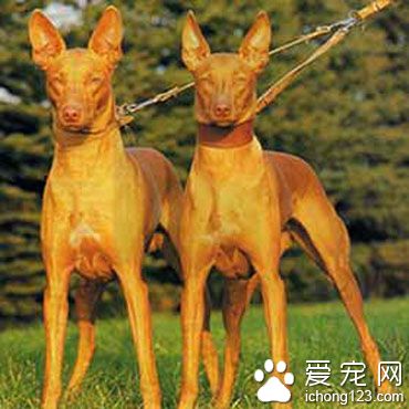 法老王猎犬喜叫程度 相对比较安静
