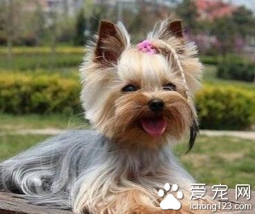 约克夏怎么养 首先要了解约其饮食习惯