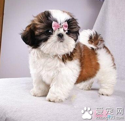 西施犬的寿命 一般寿命都在10年以上