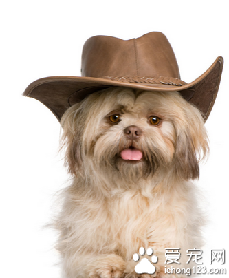 狗狗细小好了吃什么 建议不要吃狗粮