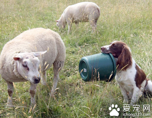 史宾格犬帮助主人管理农场 每天给遗弃羔羊喂奶