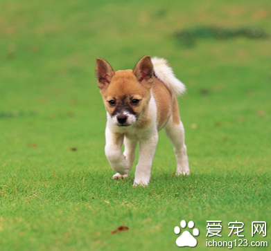 狗狗肠炎怎么办 做好病毒性疾病的预防