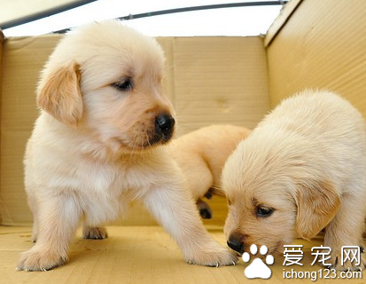 土狗怕冷吗 做好防寒保暖的工作