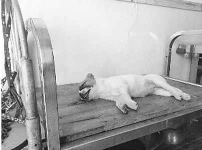 看到“好朋友”伤重死亡 泰迪犬陪伴送医流泪