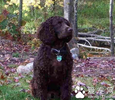 美国水猎犬的智商 该犬是优秀的看家犬