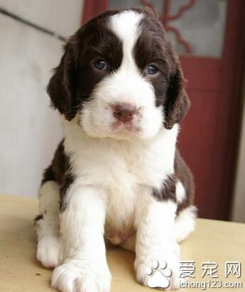 史宾格犬训练 每完成一个动作要给它点奖励